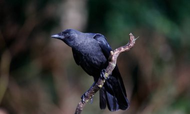 Çiftlikteki karga yavruları