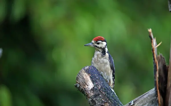 大斑点啄木鸟在树林里 — 图库照片