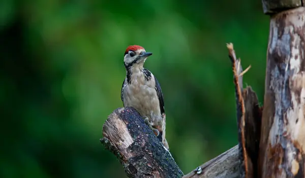 大斑点啄木鸟在树林里 — 图库照片