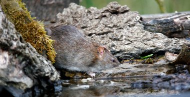 Çiftlikte kahverengi fareler