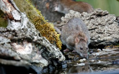 Çiftlikte kahverengi fareler