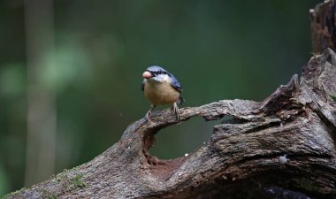 Bir kütüğün üzerine tünemiş hiç bir şey