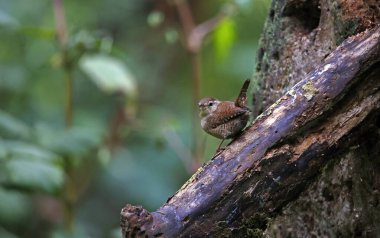 Ormandaki bir kütüğe Wren
