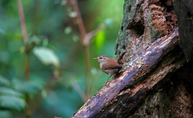 Ormandaki bir kütüğe Wren