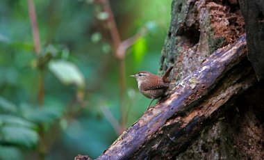 Ormandaki bir kütüğe Wren