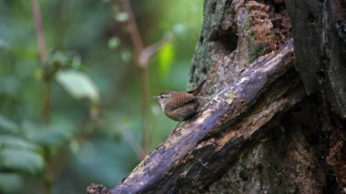 Ormandaki bir kütüğe Wren