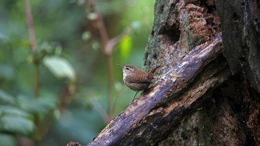 Ormandaki bir kütüğe Wren