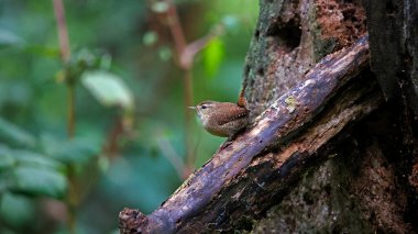 Ormandaki bir kütüğe Wren