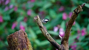 Coal tits at a woodland feeding site