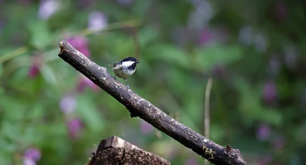 stock image Coal tits at a woodland feeding site