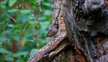 Dunnock ormanda yiyecek arıyor.