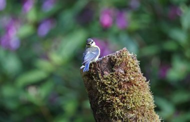 Blue tits feeding in the woods