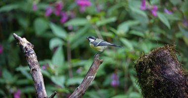 Great tits at a woodland feeding site