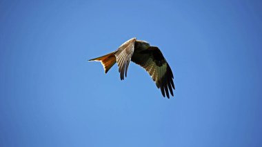 İskoçya tepelerinde uçan kırmızı uçurtmalar