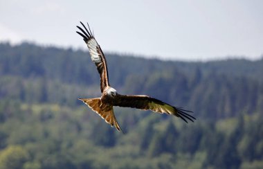 İskoçya tepelerinde uçan kırmızı uçurtmalar