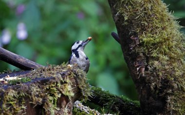 Büyük benekli ağaçkakan ormanda besleniyor.