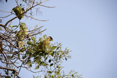 Brahminy sığırcıkları bir ağaca tünemiş.