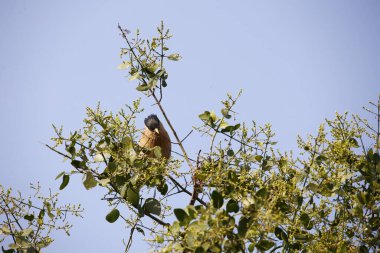 Brahminy sığırcıkları bir ağaca tünemiş.