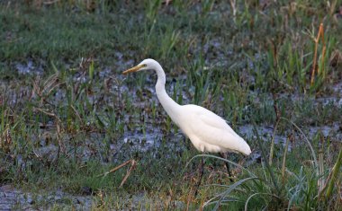 Hindistan 'da sığır ağılı