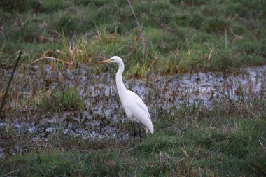 Hindistan 'da sığır ağılı