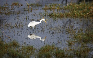 Gölde orta karar balıkçılık.