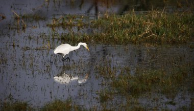 Gölde orta karar balıkçılık.
