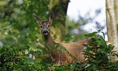 Ormanda dişi geyik.