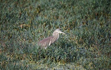 Hint balıkçıl balığı yiyecek arıyor.