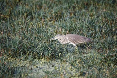 Hint balıkçıl balığı yiyecek arıyor.