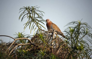 Hint ormanlarında gülen güvercin
