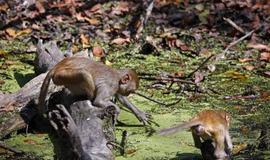 Hindistan ormanlarındaki Macak maymun ailesi.