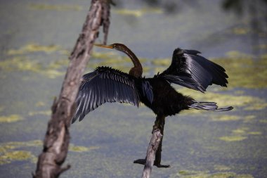 Göl kıyısında doğulu bir cüce.