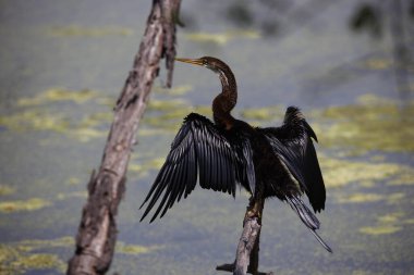 Göl kıyısında doğulu bir cüce.