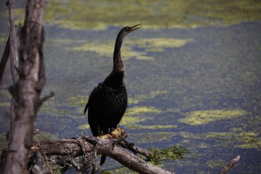 Göl kıyısında doğulu bir cüce.