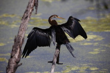 Göl kıyısında doğulu bir cüce.