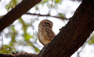 Benekli baykuş ağaçta tünemiş.