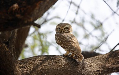 Benekli baykuş ağaçta tünemiş.