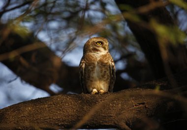 Benekli baykuş ağaçta tünemiş.