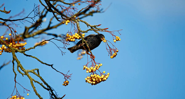 Starling feeding on winter berries