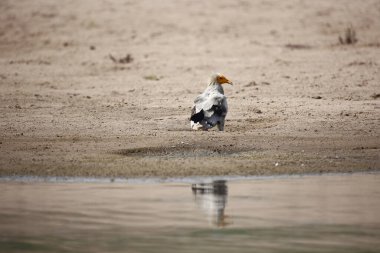 Hindistan 'da Chambal Nehri' ndeki Mısır akbabası.