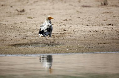 Hindistan 'da Chambal Nehri' ndeki Mısır akbabası.