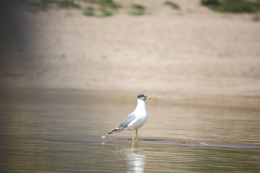 Chambal Nehri 'ndeki Pallas' ın martısı.
