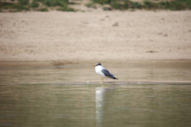 Chambal Nehri 'ndeki Pallas' ın martısı.