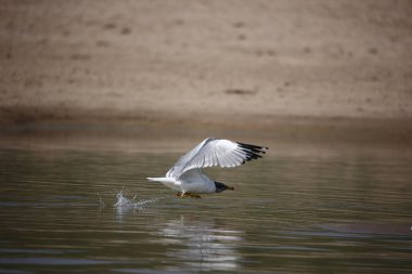 Chambal Nehri 'ndeki Pallas' ın martısı.