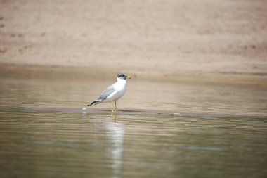 Chambal Nehri 'ndeki Pallas' ın martısı.