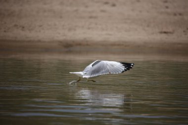 Chambal Nehri 'ndeki Pallas' ın martısı.