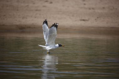 Chambal Nehri 'ndeki Pallas' ın martısı.