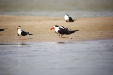 Chambal Nehri 'ndeki Hintli kaypak