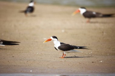 Chambal Nehri 'ndeki Hintli kaypak