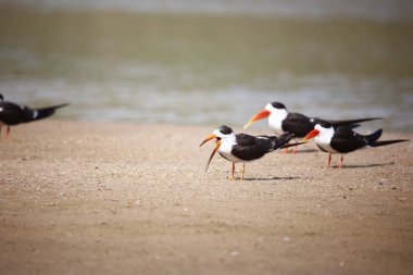 Chambal Nehri 'ndeki Hintli kaypak